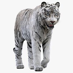 white Tiger(Rigged, FUR) 3D model
